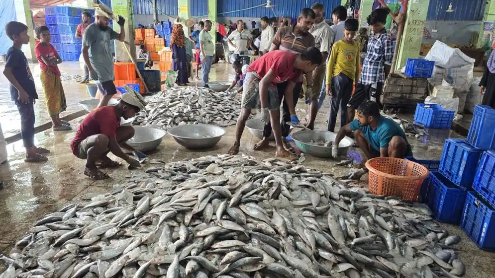 পটুয়াখালীতে জাটকা ইলিশ
