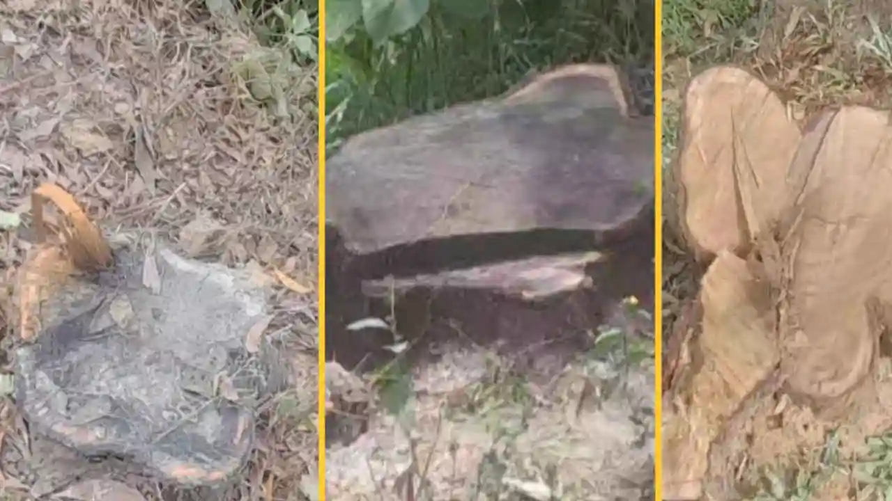 এলজিইডির গাছ চুরি